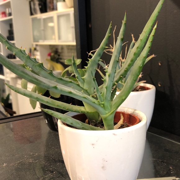 Meet your Posher, Helen - Picture 1 of 1